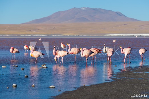 Picture of Pink flamingos at Laguna Colorada on the Bolivian Andes